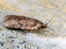 Attēlu rezultāti vaicājumam “Agonopterix heracliana”