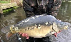 Image result for Dunham Massey Angling Club