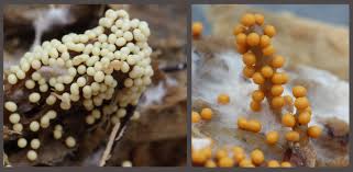 Attēlu rezultāti vaicājumam “Trichia varia”