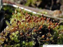 Attēlu rezultāti vaicājumam “Tortula truncata”