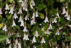 Attēlu rezultāti vaicājumam “Linnaea borealis flower”