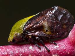 Attēlu rezultāti vaicājumam “Auchenorrhyncha”