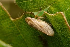 Attēlu rezultāti vaicājumam “Aphrophoridae imago”