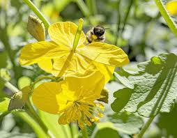 Attēlu rezultāti vaicājumam “Chelidonium majus flower”