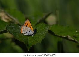 Attēlu rezultāti vaicājumam “Lycaena dispar underside”