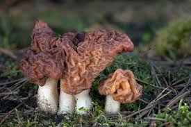 Attēlu rezultāti vaicājumam “Gyromitra”