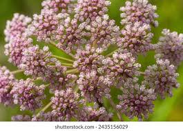 Attēlu rezultāti vaicājumam “Pimpinella saxifraga flower”