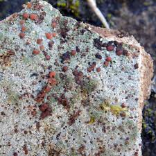 Attēlu rezultāti vaicājumam “Trapelia coarctata”