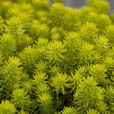 Attēlu rezultāti vaicājumam “Sedum rupestre leaf”