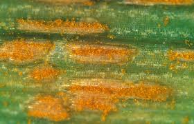 Attēlu rezultāti vaicājumam “Puccinia coronata”