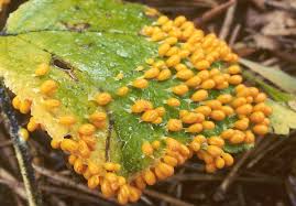 Attēlu rezultāti vaicājumam “Leocarpus fragilis”