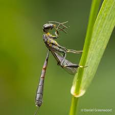 Attēlu rezultāti vaicājumam “Gasteruption jaculator imago”