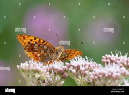 Attēlu rezultāti vaicājumam “Argynnis adippe underside”