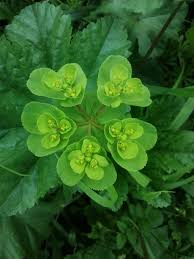Attēlu rezultāti vaicājumam “Euphorbia helioscopia”