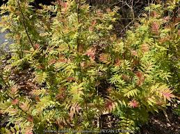 Attēlu rezultāti vaicājumam “Sorbaria sorbifolia”