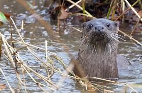 Image result for Eltham Otters