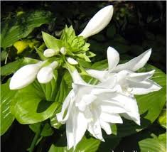 Attēlu rezultāti vaicājumam “Hosta sp. flower”