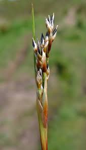 Attēlu rezultāti vaicājumam “Juncus squarrosus”