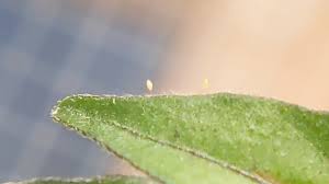 Attēlu rezultāti vaicājumam “Chrysopidae eggs”