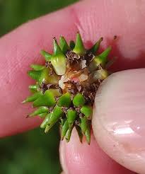 Attēlu rezultāti vaicājumam “Sparganium neglectum”