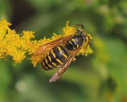 Attēlu rezultāti vaicājumam “Hoplia parvula imago”
