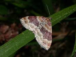 Attēlu rezultāti vaicājumam “Xanthorhoe spadicearia”