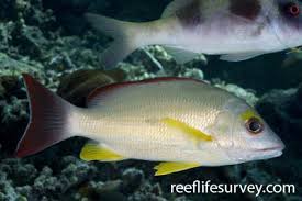 Image result for Lutjanus alexandrei