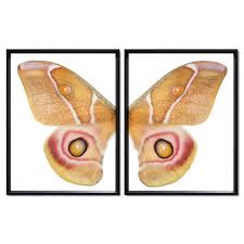 Image result for Papilionoidea