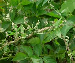 Attēlu rezultāti vaicājumam “Fallopia convolvulus leaf”