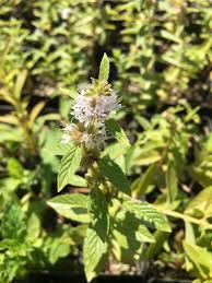 Attēlu rezultāti vaicājumam “Mentha x verticillata leaf”
