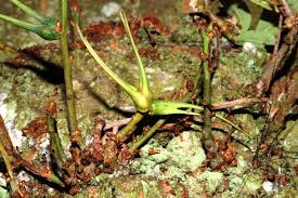 Attēlu rezultāti vaicājumam “Andricus quercuscorticis”