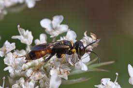Attēlu rezultāti vaicājumam “Crabronidae”