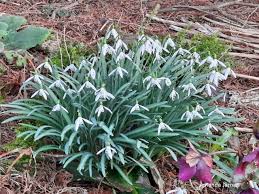 Attēlu rezultāti vaicājumam “Galanthus nivalis fruit”