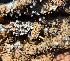 Attēlu rezultāti vaicājumam “Colloderma oculatum spores”