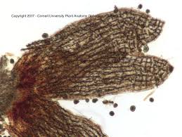 Attēlu rezultāti vaicājumam “Radula complanata sporophyte”