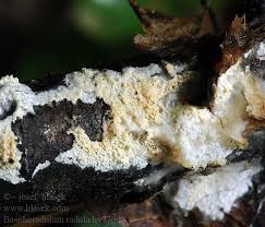 Attēlu rezultāti vaicājumam “Basidioradulum radula”