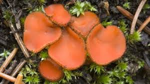 Attēlu rezultāti vaicājumam “Scutellinia scutellata”