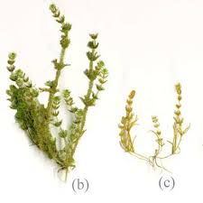 Attēlu rezultāti vaicājumam “Chara aspera”