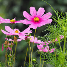 Image result for Schmuckkörbchen