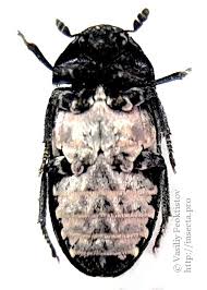 Attēlu rezultāti vaicājumam “Dermestes murinus”