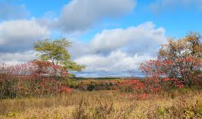 Attēlu rezultāti vaicājumam “Lycogala cf. oleocrystalliferum young”