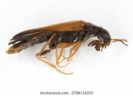 Attēlu rezultāti vaicājumam “Lymexylidae”