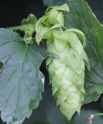Attēlu rezultāti vaicājumam “Humulus lupulus”
