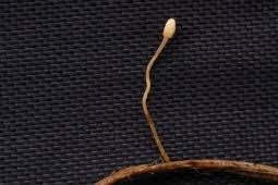 Attēlu rezultāti vaicājumam “Heyderia abietis”