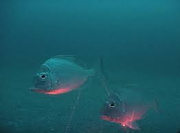 Image result for Stenotomus chrysops