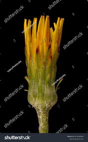 Attēlu rezultāti vaicājumam “Scorzonera humilis bud”