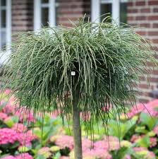 Attēlu rezultāti vaicājumam “Thuja plicata flower”