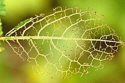 Attēlu rezultāti vaicājumam “Pristiphora maesta”