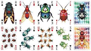 Attēlu rezultāti vaicājumam “Insecta”