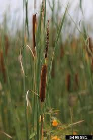 Attēlu rezultāti vaicājumam “Typha angustifolia  leaf”